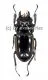 Prosopocoilus lumawigi ( 30 )