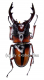 Prosopocoilus mirabilis ( 60 - 64 )