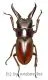 Prosopocoilus mysticus mysticus ( mesodonte ) ( 25 - 29 )