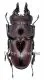Prosopocoilus natalensis ( 40 - 44 )