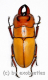 Prosopocoilus occipitalis occipitalis ( amphiodonte ) ( 30 – 34 ) A2