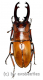 Prosopocoilus occipitalis occipitalis ( telodonte ) ( 45 – 49 )