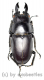 Prosopocoilus oweni ssp.ovatus ( 25 - 29 )