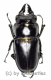 Prosopocoilus senegalensis ( 35 – 39 )