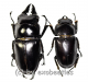 Prosopocoilus senegalensis ( M 40 – 44 ) A2