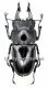 Prosopocoilus serricornis ( 40 – 44 )