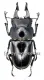 Prosopocoilus serricornis ( 50 – 54 )