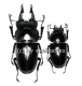 Prosopocoilus serricornis ( M 45 – 49 )