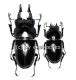 Prosopocoilus serricornis ( M 45 – 49 )