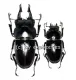 Prosopocoilus serricornis ( M 40 – 44 )