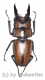 Prosopocoilus suturalis ( 20 – 24 )