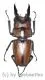 Prosopocoilus suturalis ( 20 – 24 )