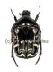 Protaetia ( Protaetia ) celebica var.1