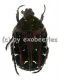 Protaetia ferruginea ( 20 - 24 )