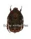 Protaetia fusca