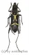 Prothema spec. ( 15 - 19 ) A2