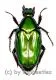 Pseudochalcothea planiuscula