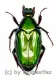 Pseudochalcothea planiuscula