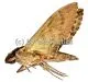 Psilogramma increta