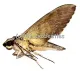 Psilogramma menephron