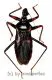 Psyttala horida ( Reduviidae ) ( 40 – 44 )