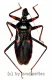 Psyttala horida ( Reduviidae ) ( 40 – 44 )