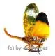 Pyrops candelaria ( orange Nase ) A1-