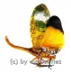Pyrops candelaria ( orange Nase )