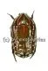 Rhabdotis sobrina sobrina ( rote var. ) ( 15 – 19 )