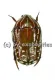Rhabdotis sobrina sobrina ( rote var. ) ( 15 – 19 )