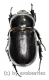 Rhizoplatys mucronatus ( 30 – 34 )