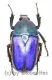 Rhomborrhina ( Pseudorhomborrhina ) fuscipes ( blau / violett ) ( 20 – 24 ) A2