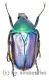 Rhomborrhina ( Pseudorhomborrhina ) fuscipes ( blau / violett ) ( 20 – 24 )