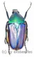 Rhomborrhina ( Pseudorhomborrhina ) fuscipes ( blau / violett ) ( 20 – 24 )