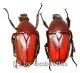 Rhomborrhina ( Pseudorhomborrhina ) fuscipes ( rot / grün ) ( 20 – 24 ) A2