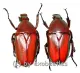 Rhomborrhina ( Pseudorhomborrhina ) fuscipes ( rot / grün ) ( 20 – 24 )