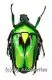 Rhomborrhina resplendens ssp. ( 30 – 39 ) A2