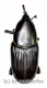 Rhynchophorus spec. #6 ( 30 – 39 ) A2