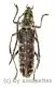 Rhytidodera integra ( 35 - 39 )