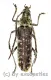 Rhytidodera integra ( 35 - 39 )