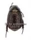 Rutelidae spec. #15 ( selten )