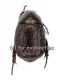 Rutelidae spec. #15 ( selten )