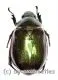 Rutelidae spec. #27 ( 20 – 24 )