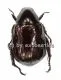Rutelidae spec. #5 ( 20 - 24 )