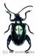 Sagra femoralis ( 15 - 24 )