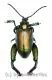 Sagra femoralis