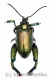 Sagra femoralis