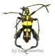 Sagridola maculosa ( 20 – 24 ) A2