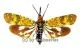 Saiva bullata