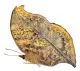 Salamis anteva